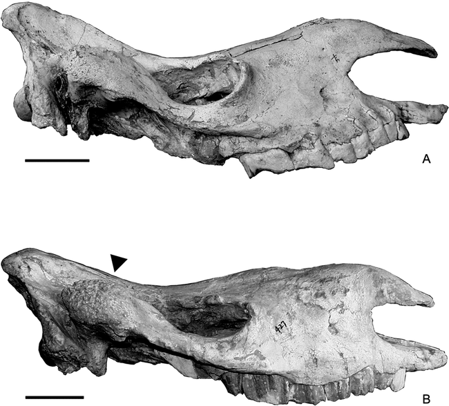 NEW DISCOVERY OF IRANOTHERIUM MORGANI (PERISSODACTYLA, RHINOCEROTIDAE ...