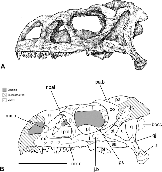 CRANIAL OSTEOLOGY OF LUFENGOSAURUS HUENEI YOUNG (DINOSAURIA ...