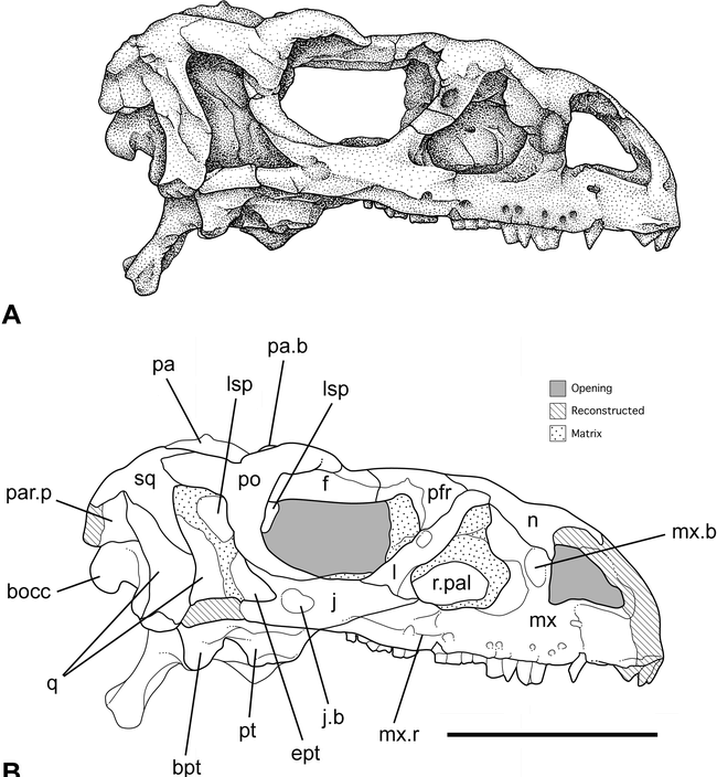 CRANIAL OSTEOLOGY OF LUFENGOSAURUS HUENEI YOUNG (DINOSAURIA ...