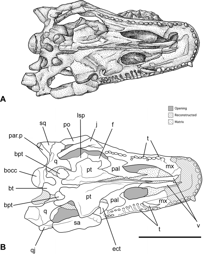 CRANIAL OSTEOLOGY OF LUFENGOSAURUS HUENEI YOUNG (DINOSAURIA ...