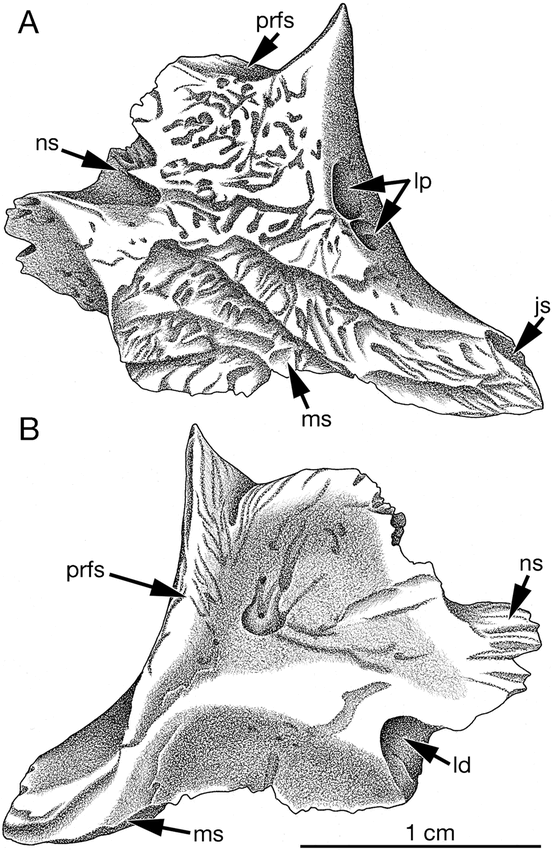 OROMYCTER, A NEW CASEID FROM THE LOWER PERMIAN OF OKLAHOMA