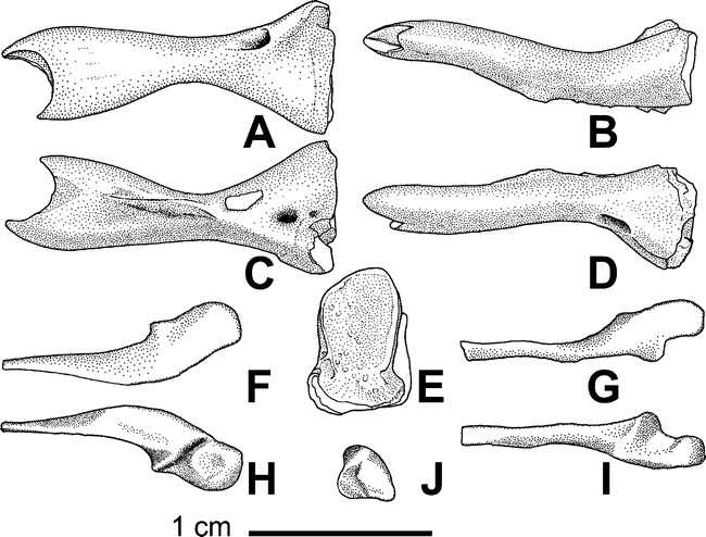 THE OLDEST KNOWN STEGOCEPHALIAN (SARCOPTERYGII: TEMNOSPONDYLI) FROM SPAIN