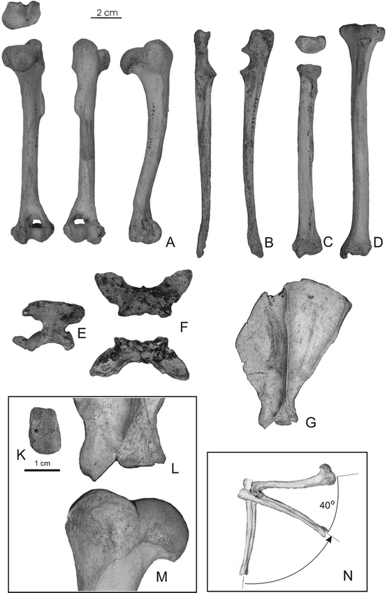 CYNOTHERIUM SARDOUS, AN INSULAR CANID (MAMMALIA: CARNIVORA) FROM THE ...