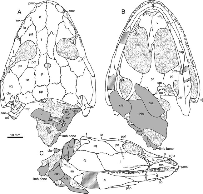 Cranial Anatomy Of The Early Triassic Stereospondyl Lydekkerina Huxleyi 