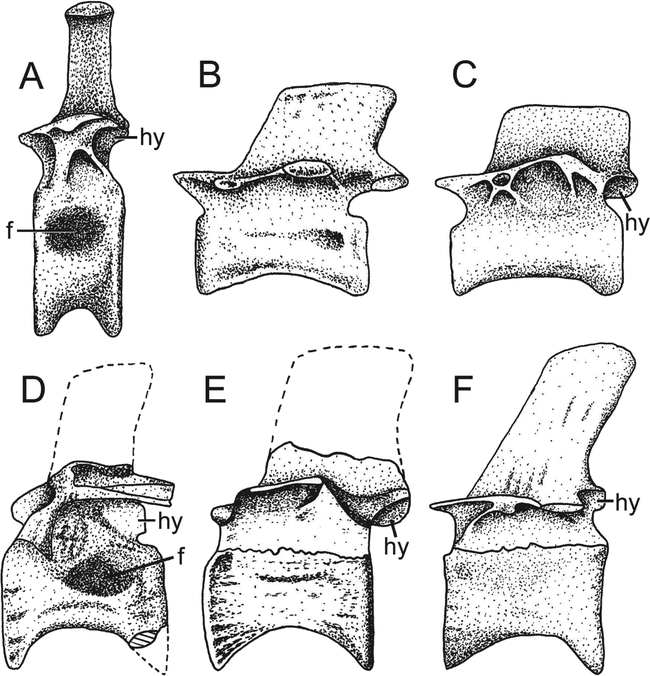 THE COELOPHYSOID LOPHOSTROPHEUS AIRELENSIS, GEN. NOV.: A REVIEW OF THE ...