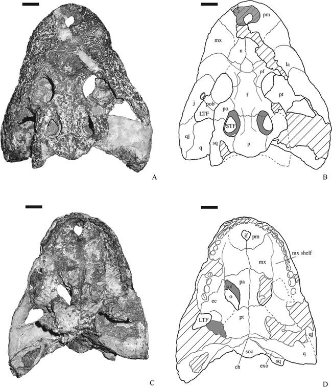 NEW MATERIAL OF THE LATE CRETACEOUS GLOBIDONTAN ACYNODON IBEROCCITANUS ...