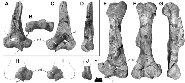 NEW SPECIES OF TROGOSUS (TILLODONTIA, MAMMALIA) FROM THE GREEN RIVER ...