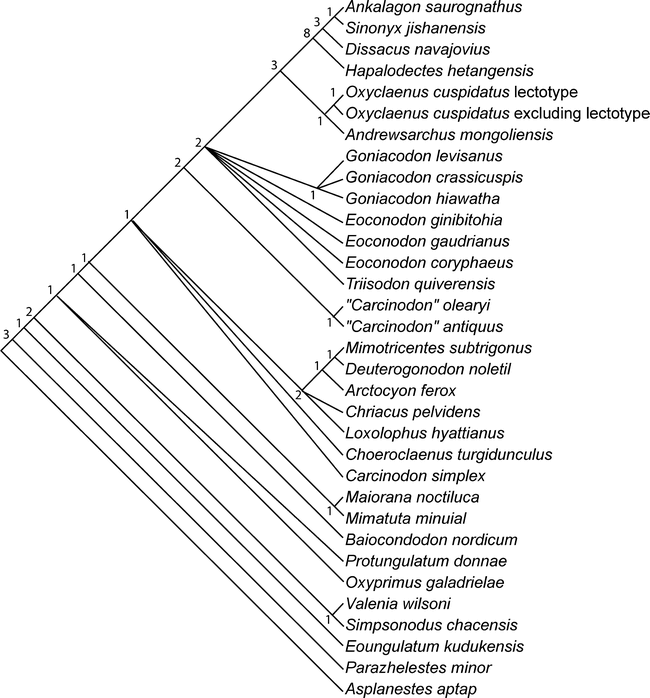 REVISION OF THE PROBLEMATIC EARLY PALEOCENE GENUS OXYCLAENUS (MAMMALIA ...