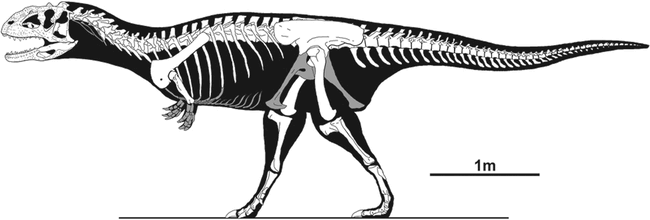 xenotarsosaurus skeleton