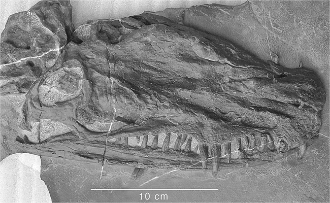 The Skeletal Anatomy of the Triassic Protorosaur Dinocephalosaurus orientalis Li, from the Middle Triassic of Guizhou Province, Southern China