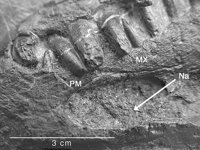 The Skeletal Anatomy of the Triassic Protorosaur Dinocephalosaurus orientalis Li, from the Middle Triassic of Guizhou Province, Southern China