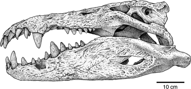 File:Apatinis žandikaulis, mandibula.jpg - Wikimedia Commons