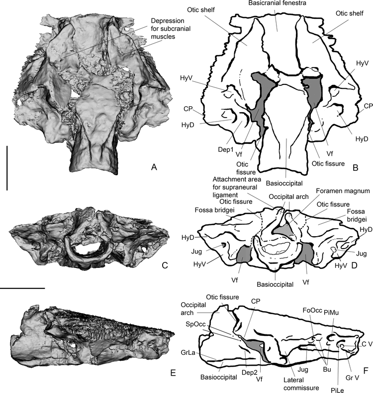 A Redescription of the Anatomy of the Late Devonian Spodichthys ...