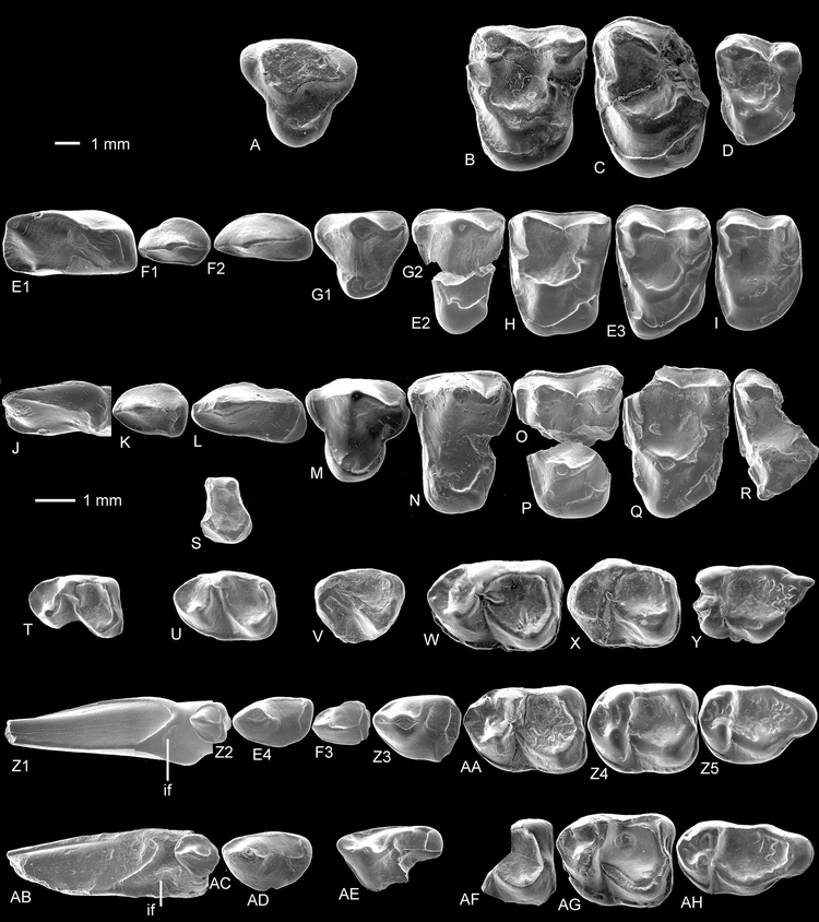 A New Clade of Omomyid Primates from the European Paleogene