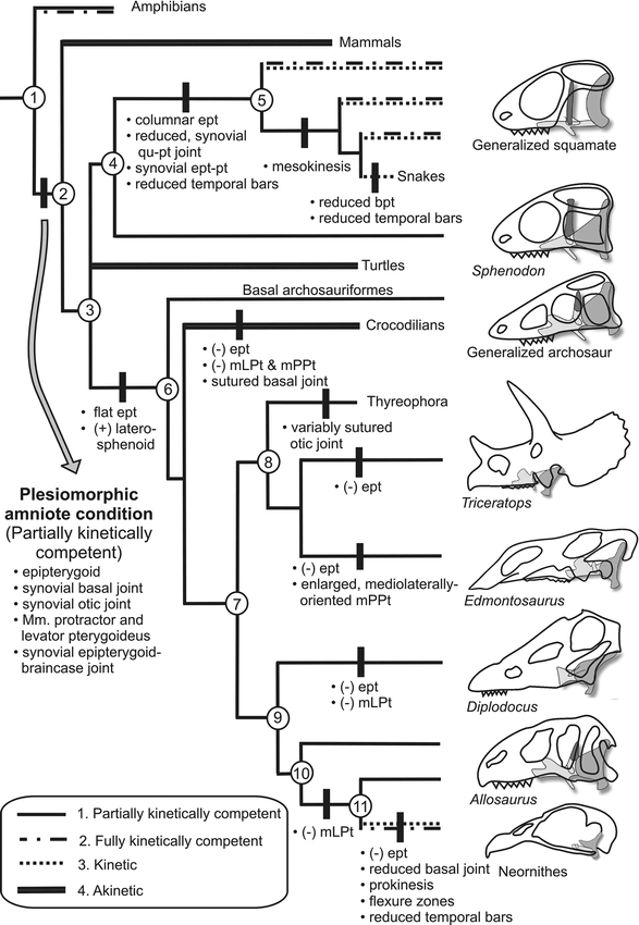 Cranial Kinesis in Dinosaurs: Intracranial Joints, Protractor Muscles ...