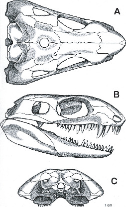 Eothyris and Oedaleops: Do These Early Permian Synapsids from Texas and ...