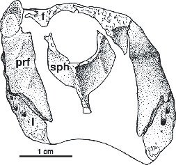 Eothyris and Oedaleops: Do These Early Permian Synapsids from Texas and ...