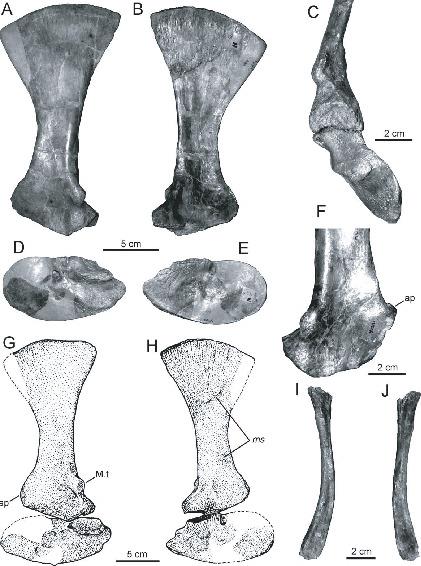 Postcranial Anatomy of the Rauisuchian Archosaur Batrachotomus ...