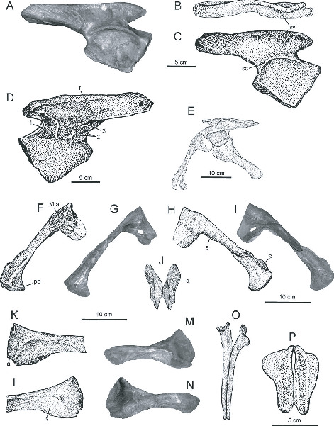 Postcranial Anatomy of the Rauisuchian Archosaur Batrachotomus ...