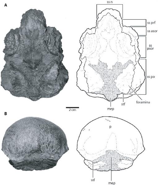 The Anatomy and Systematics of Colepiocephale lambei (Dinosauria ...