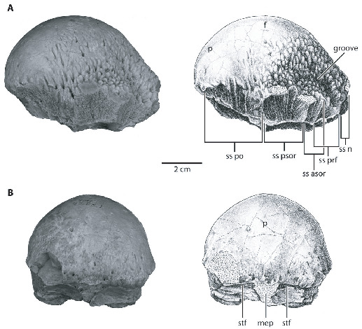 The Anatomy and Systematics of Colepiocephale lambei (Dinosauria ...