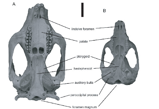 Cranial Anatomy of Oligo-Miocene Koalas (Diprotodontia: Phascolarctidae ...