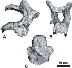 Details of the Cranial Anatomy of a Primitive Diplacodont Brontothere ...