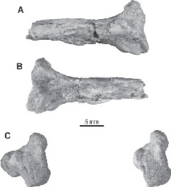 A Late Cretaceous (Maastrichtian) Snake Assemblage from the Maevarano ...