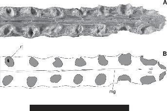 Aetodactylus