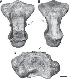 A Revision of the Dubois Crocodylians, Gavialis bengawanicus and ...