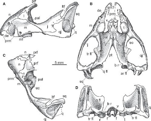 A New and Unusual Procolophonid Parareptile from the Lower Triassic ...