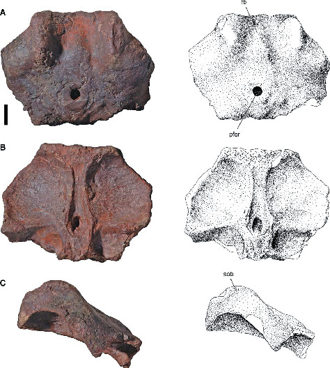 Tetrapod Fauna of the Lowermost Usili Formation (Songea Group, Ruhuhu ...