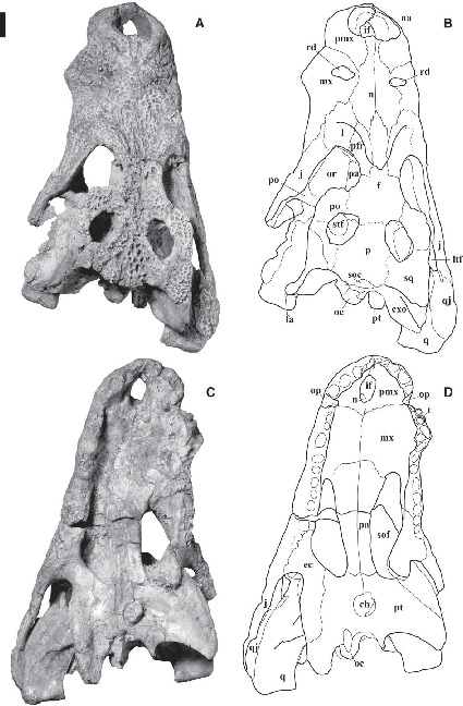 Allodaposuchus Nopsca, 1928 (Crocodylia, Eusuchia), from the Late ...