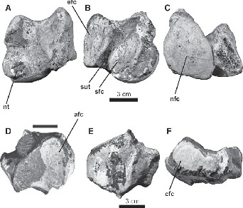 https://bioone.org/ContentImages/Journals/vrpa/30/3/02724631003765735/graphic/f07_911.jpg