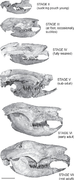 First Comprehensive Analysis of Cranial Ontogeny in a Fossil Marsupial ...