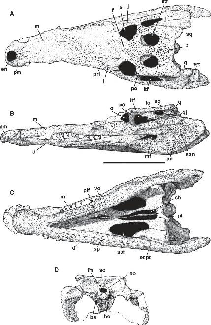 A New Specimen Of Eutretauranosuchus (crocodyliformes; Goniopholididae 