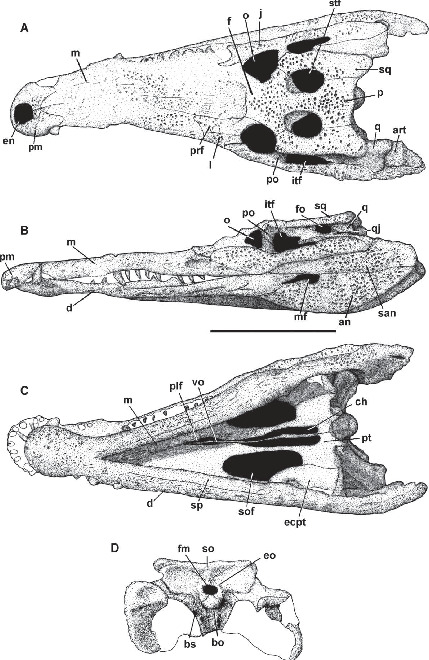 A New Specimen of Eutretauranosuchus (Crocodyliformes; Goniopholididae ...