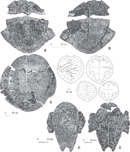 Chupacabrachelys complexus, n. gen. n. sp. (Testudines: Bothremydidae ...