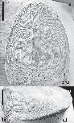 A New Species of Ariaspis (Agnatha, Heterostraci) from the Late ...