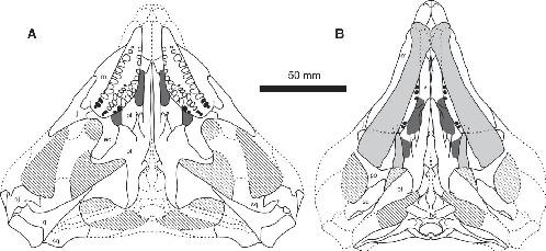 On Fodonyx spenceri and a New Rhynchosaur from the Middle Triassic of Devon