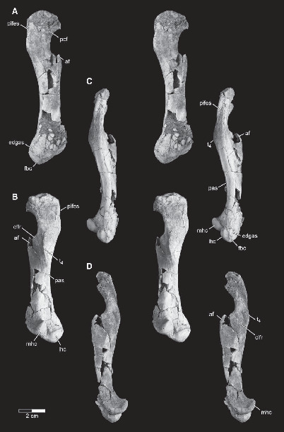 Appendicular Skeleton of Simosuchus clarki (Crocodyliformes: Notosuchia ...