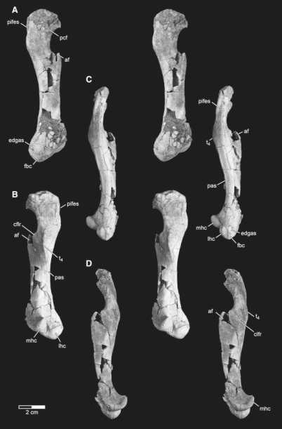 Appendicular Skeleton of Simosuchus clarki (Crocodyliformes: Notosuchia ...