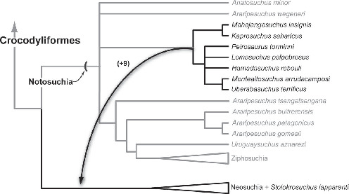 PDF) A new Baurusuchidae (Notosuchia, Crocodyliformes) from the