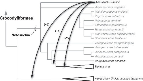 PDF) A new Baurusuchidae (Notosuchia, Crocodyliformes) from the