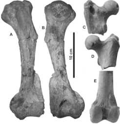 Enhydriodon dikikae, sp. nov. (Carnivora: Mammalia), a Gigantic Otter ...