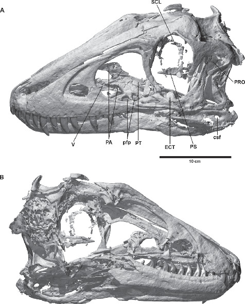 Cranial Osteology of a Juvenile Specimen of Tarbosaurus bataar ...