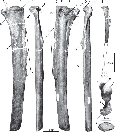 Latest Pacific Basin Record of a Bony-Toothed Bird (Aves ...