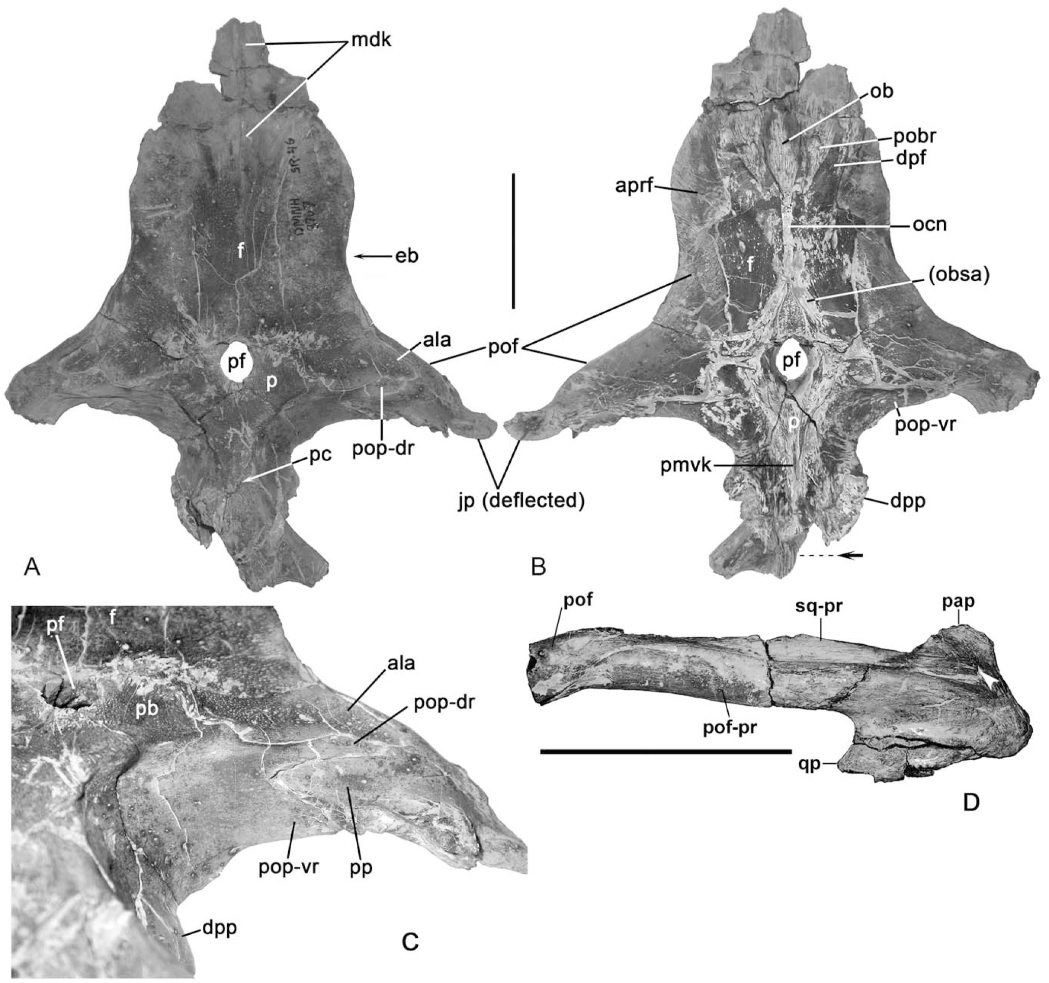 Two New Plioplatecarpine (Squamata, Mosasauridae) Genera from the Upper ...