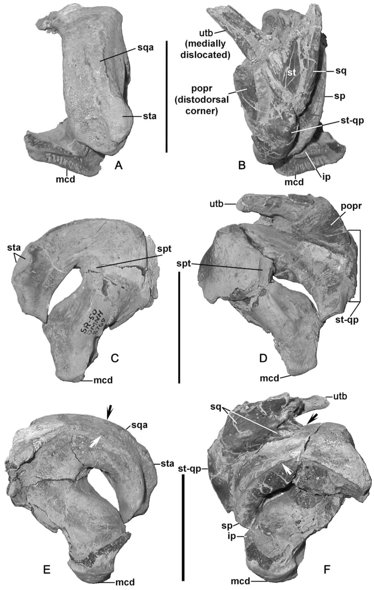 Two New Plioplatecarpine (Squamata, Mosasauridae) Genera from the Upper ...