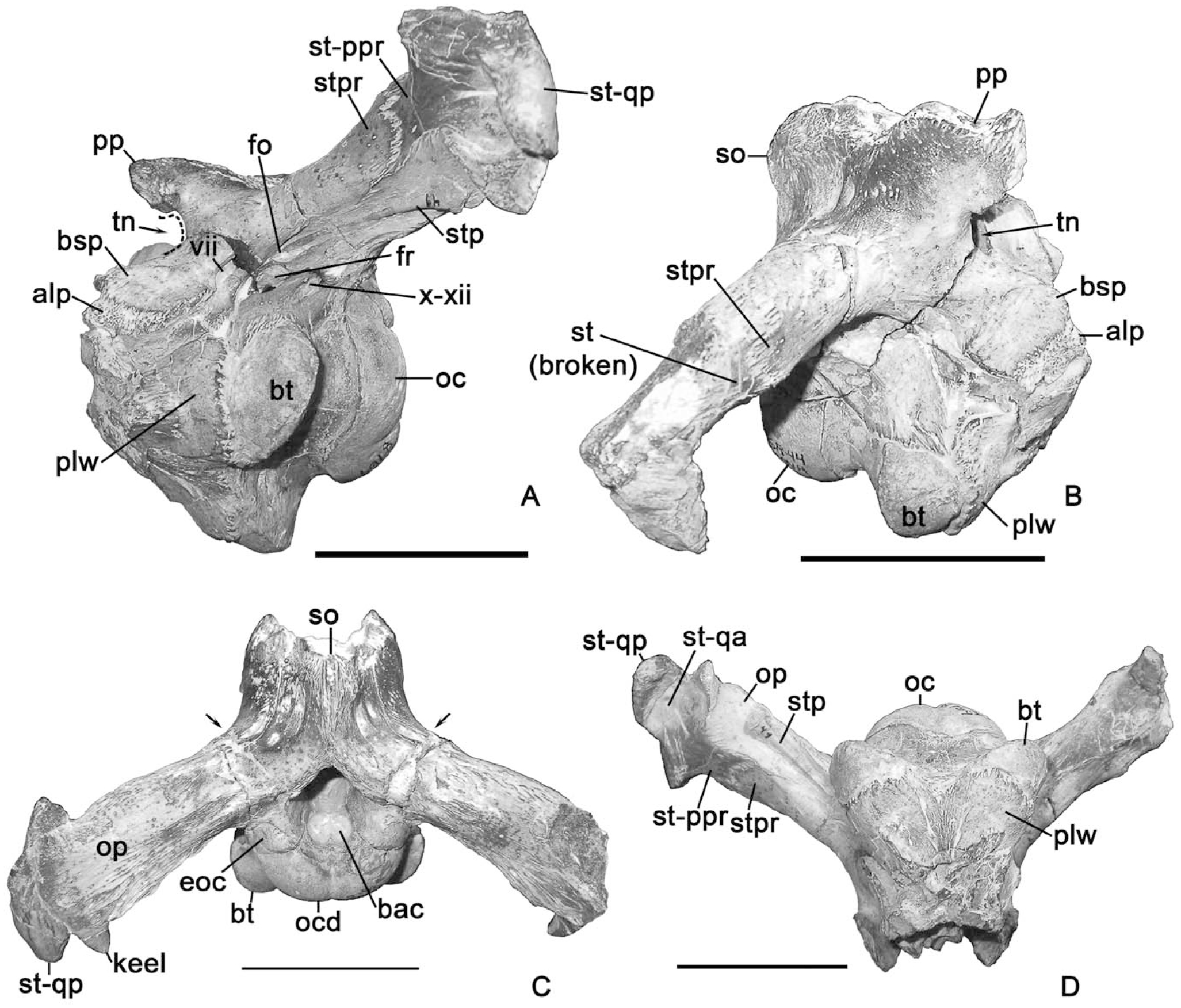 Two New Plioplatecarpine (squamata, Mosasauridae) Genera From The Upper 